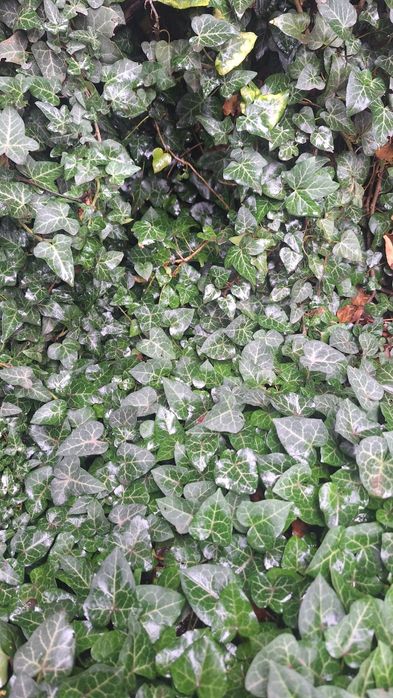 Плющ вічнозелений вуличний.