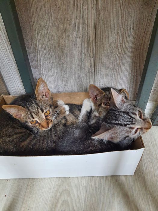 Кошенята 1,5 міс хлопчик та дівчата