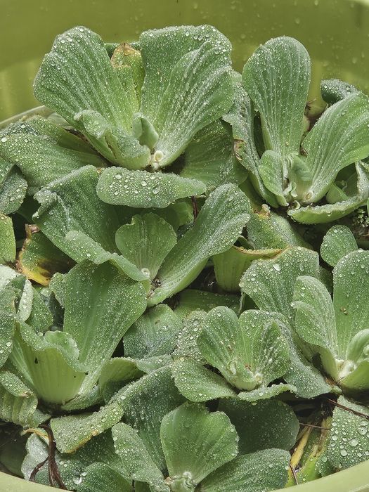 10 plantas de superfície para aquário ou lago