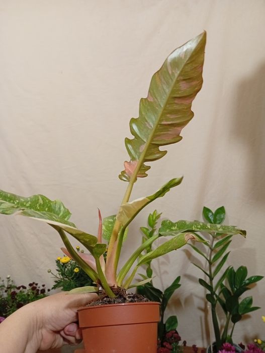 Филодендрон с пестрыми листьями ring of fire  ринг оф файер