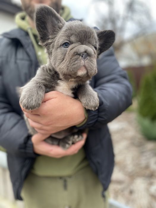 Флаффи французский бульдог мальчик