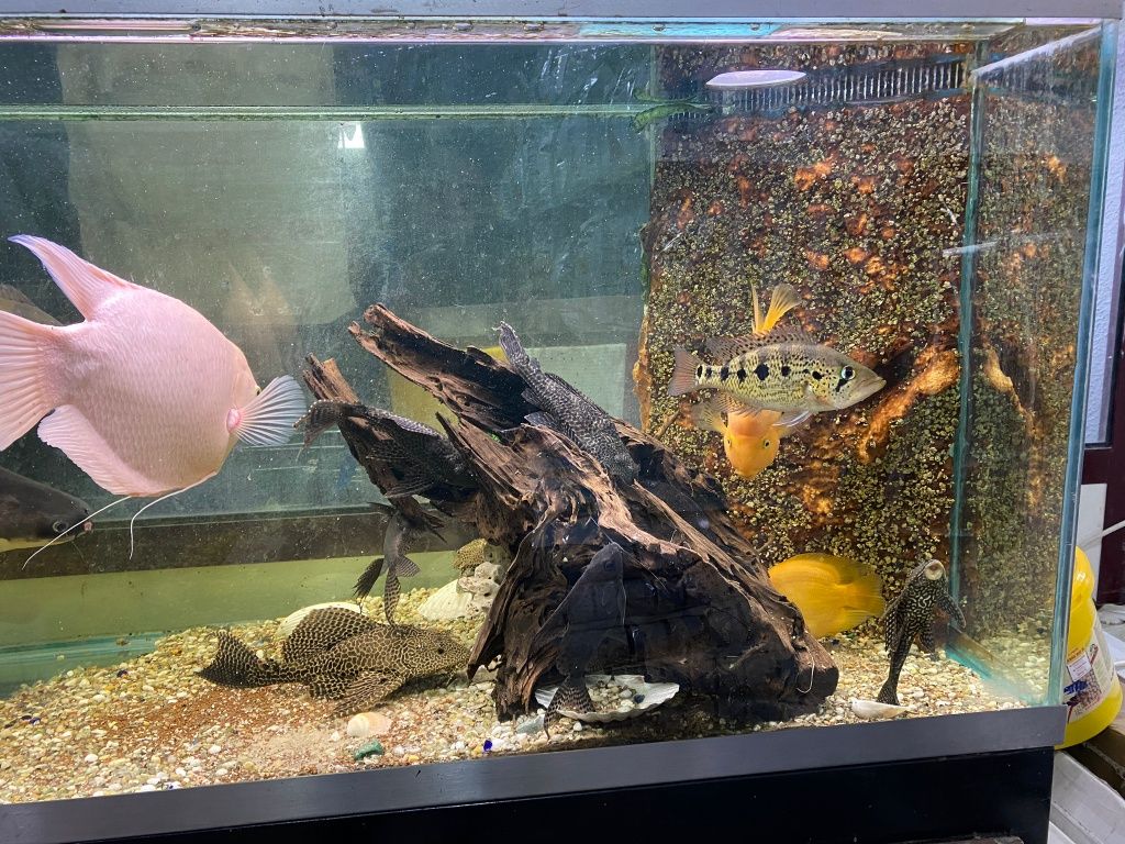 Peixes gigantes lindos