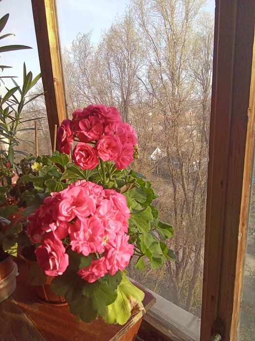 Пеларгония Розалинда, маточник.