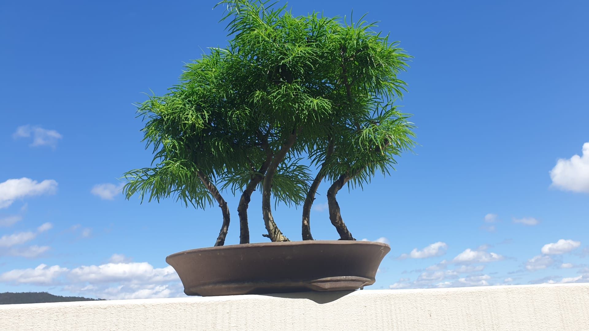 Bonsai   floresta