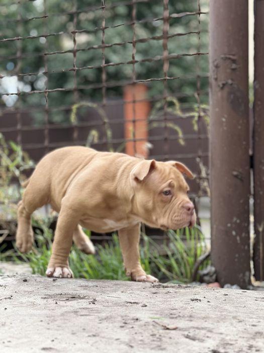 American bully pocket буллі