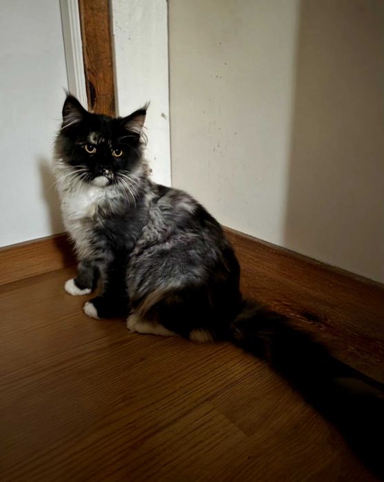 Piękna kotka Gucci MAINE COON