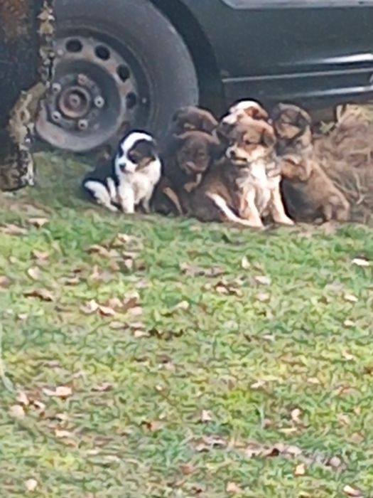 oddam małe pieski w dobre ręce