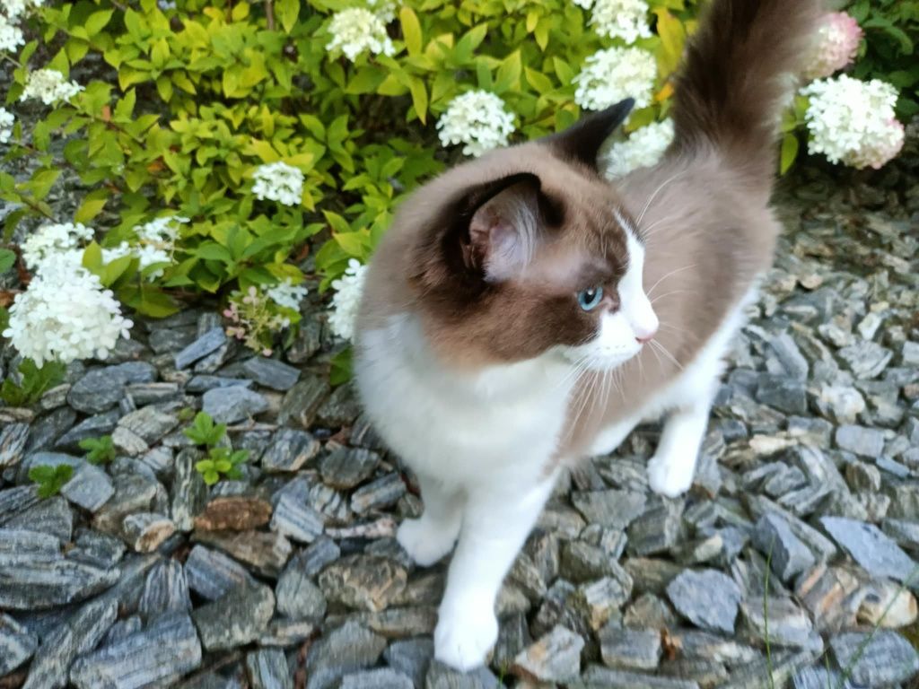 Kocięta Kocurek Ragdoll FPL ponownie dostepny