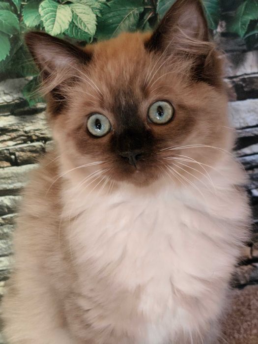 Ragdoll Cherubim Kotka MINK CZEKOLADA  rodowód międzynarodowy TICA .