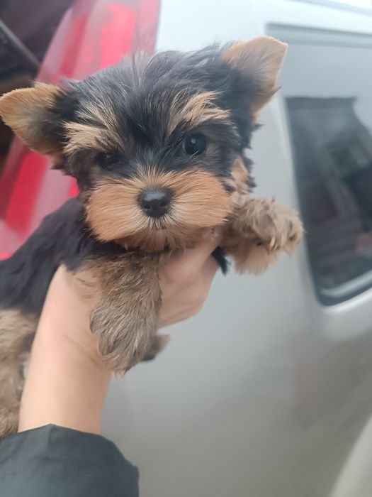 Мини  дочки и сыночек от папы Чемпиона !