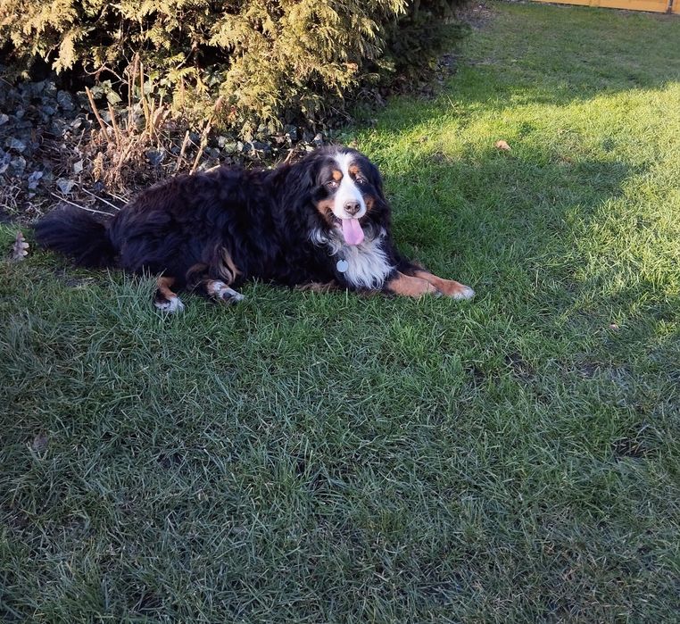Berneński pies pasterski