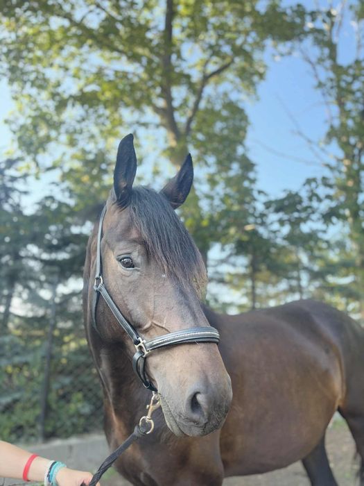Klacz 5 lat pełne pochodzenie, wymienię na kuca (ok145cm wałacha)