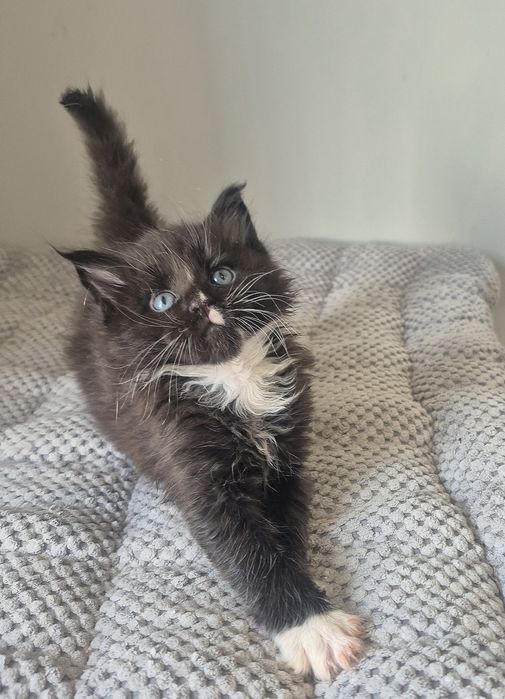 Czarny z białym kocurek Maine coon!!!