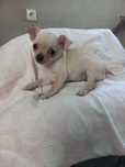 Chihuahua Miniatura