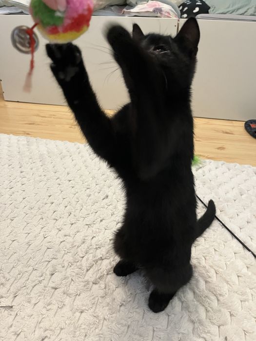 Oddam w dobre ręce.