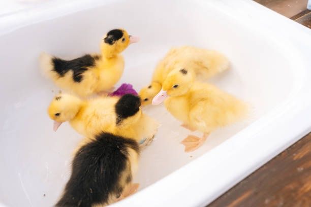 Качки,курчата,гуси,індики