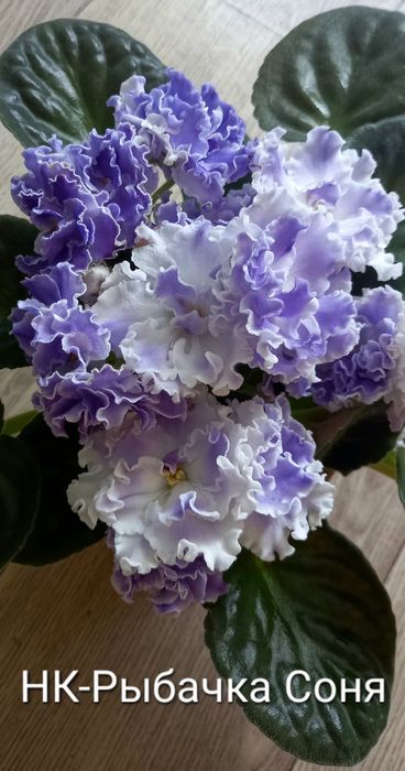 Фиалки. Детки сортовых фиалочек.