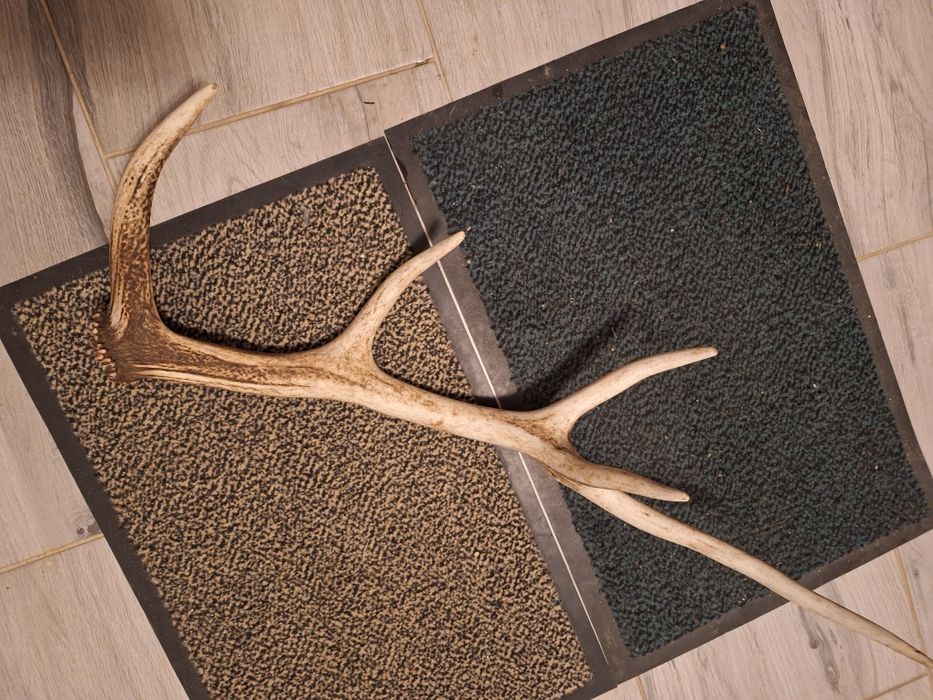 Poroże zrzut jelenia.