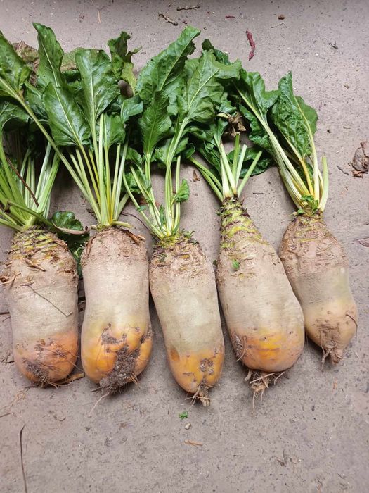 Sprzedam Buraki pastewne