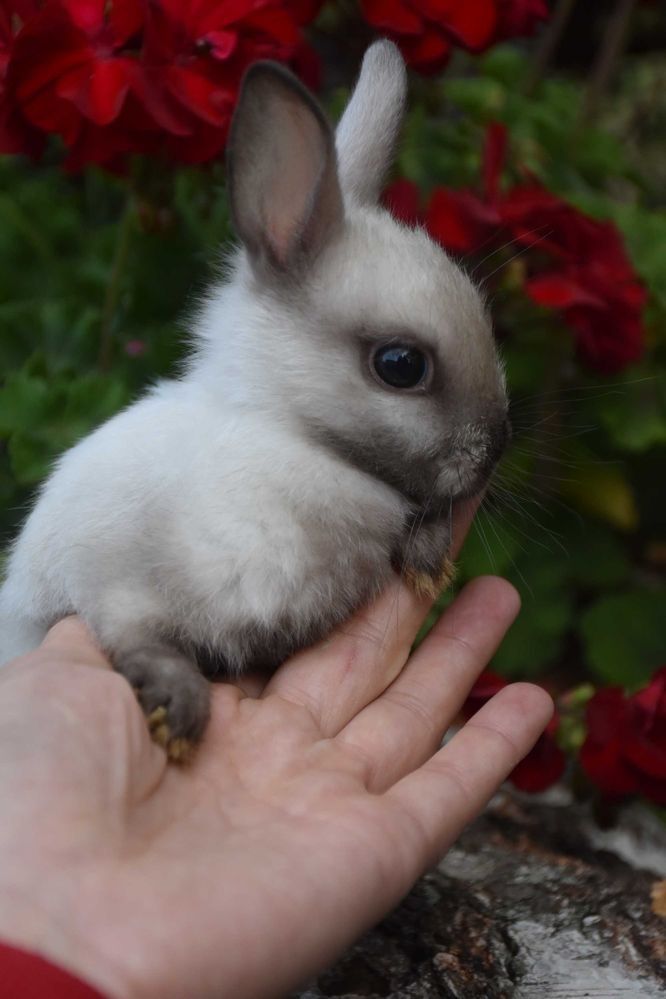 Karzełek Teddy / karzełek niderlandzki / karzełek baranek / mini lop