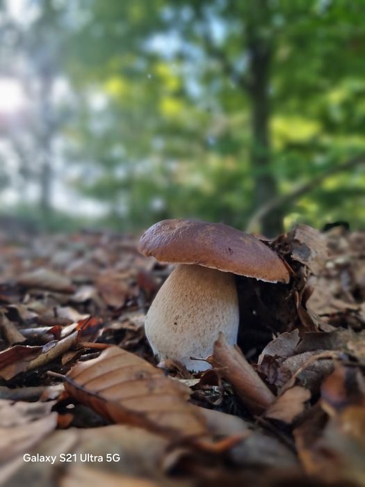 Borowik suszony, prawdziwek