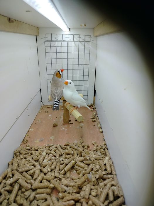 Zeberki lęgowa para