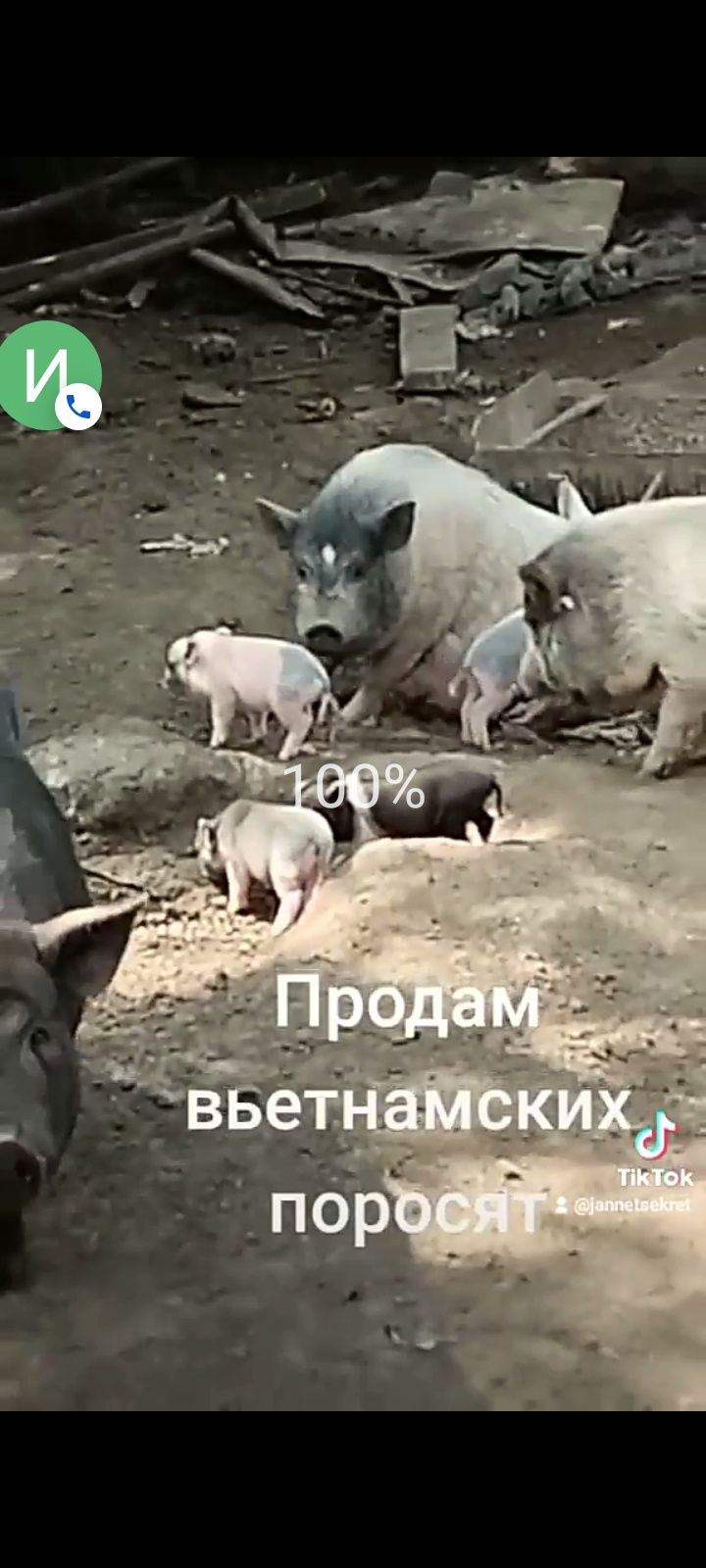 Продам вьетнамских поросят