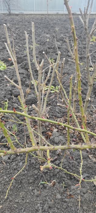 Гибіскус сирійський