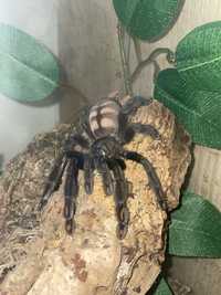 Psalmopoeus Irminia ( ptasznik + terrarium)