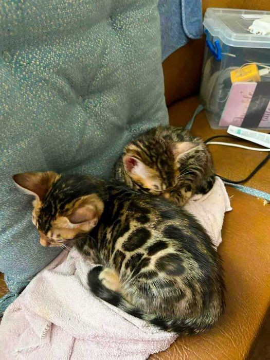 Продам кошенят Бенгал