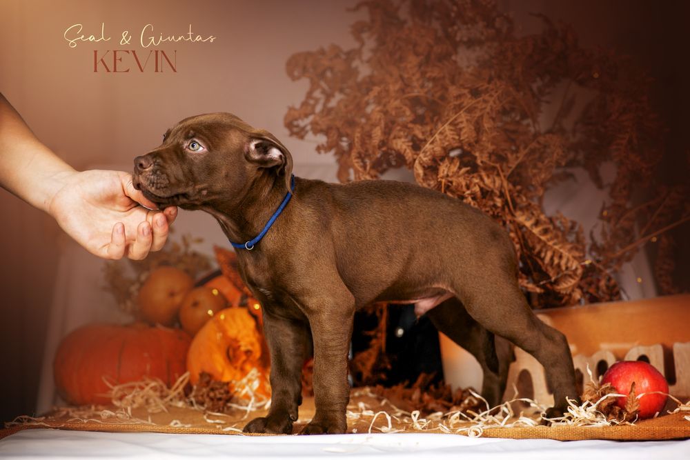 Пітбуль хлопчик Кевін