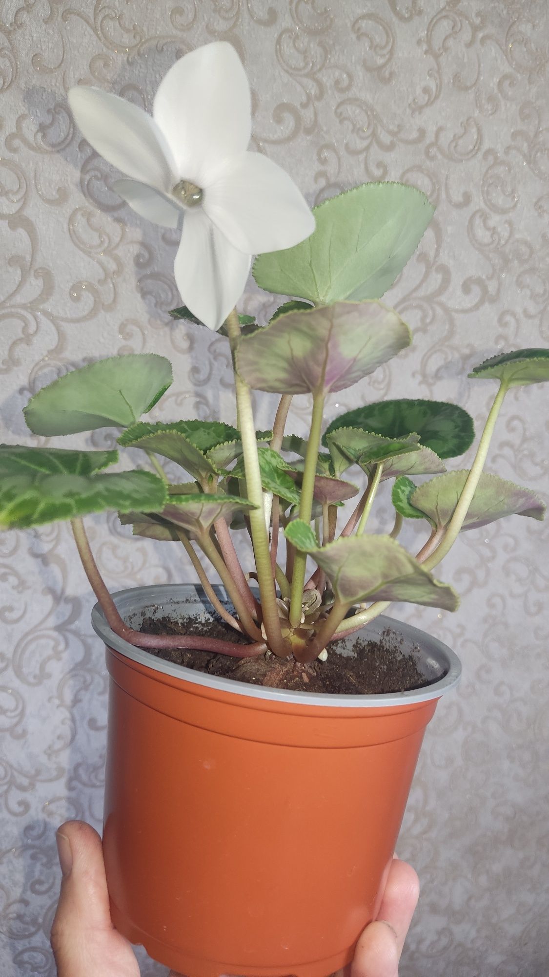 Продам Білий цикламен