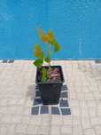 Arvore choupo Populus Nigra