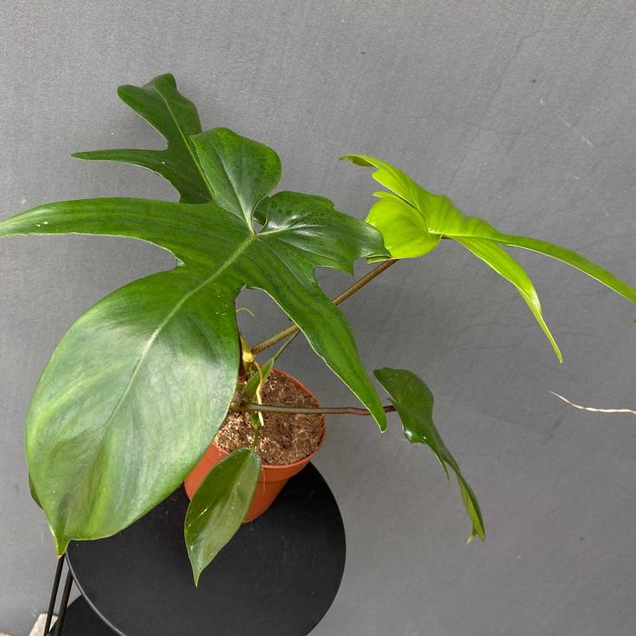 Philodendron Florida Green Filodendron Ogrzewacz w cenie