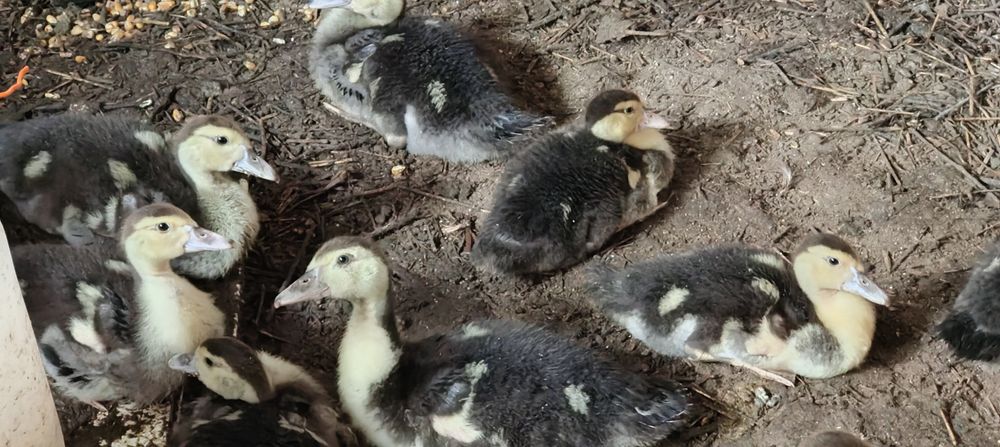 Pata muda com 12 filhotes.