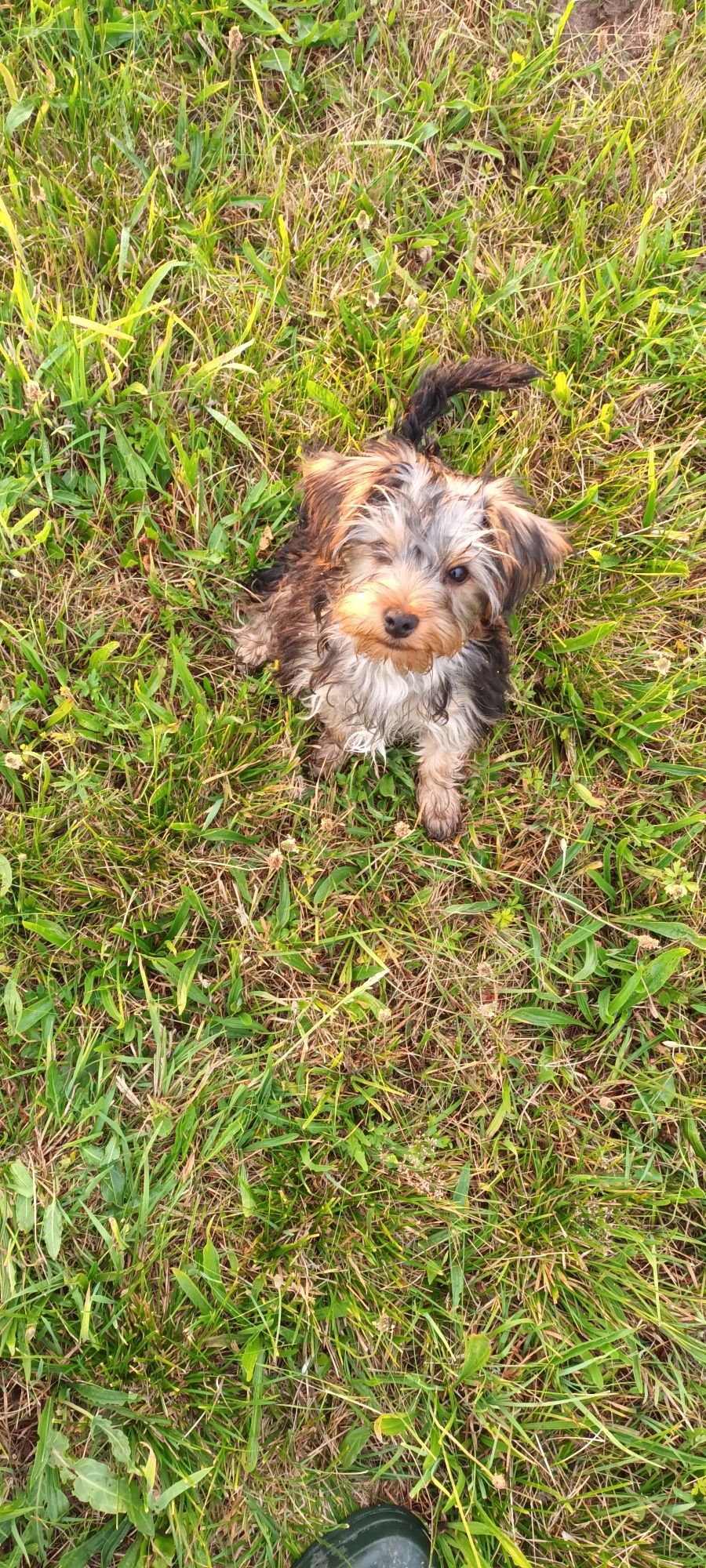 York Terrier piesek