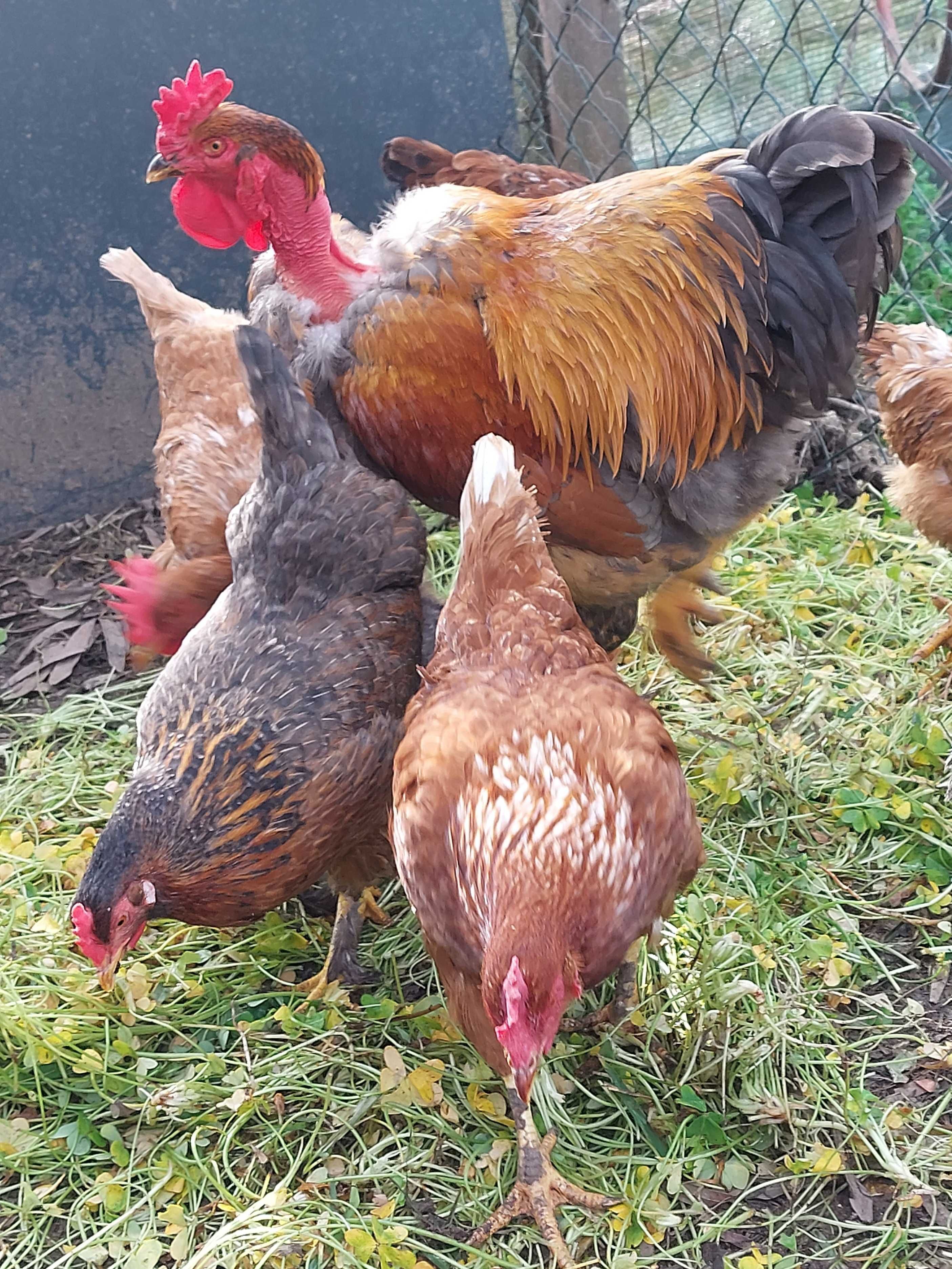Ovos galados de galinhas