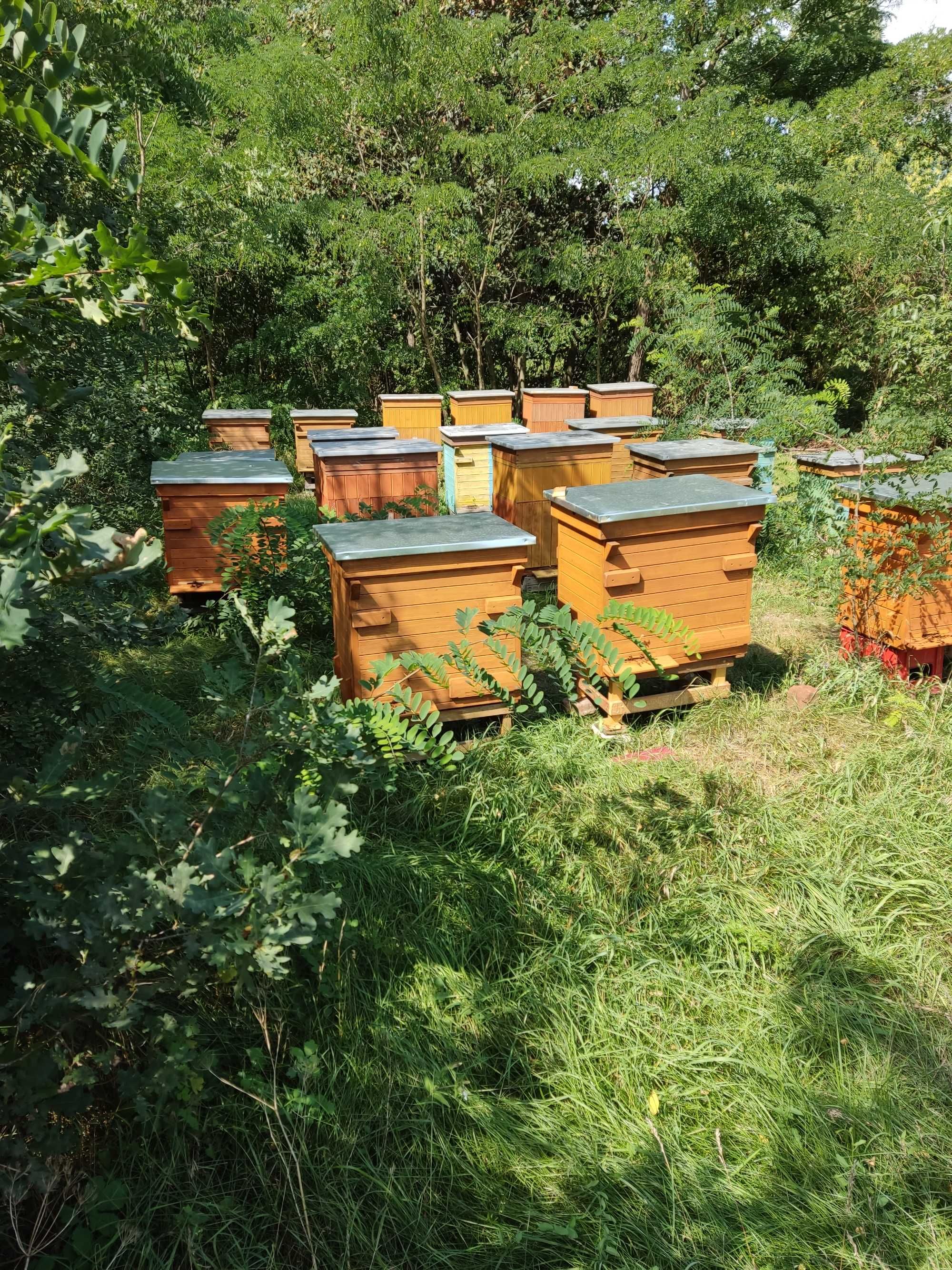 Pszczoły z ulami lub same rodziny na ramce warszawskiej poszerzanej