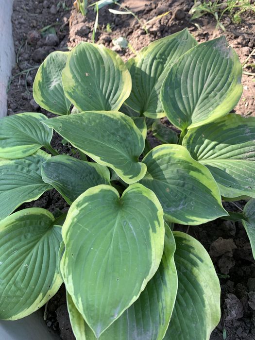 Хости зі свого саду