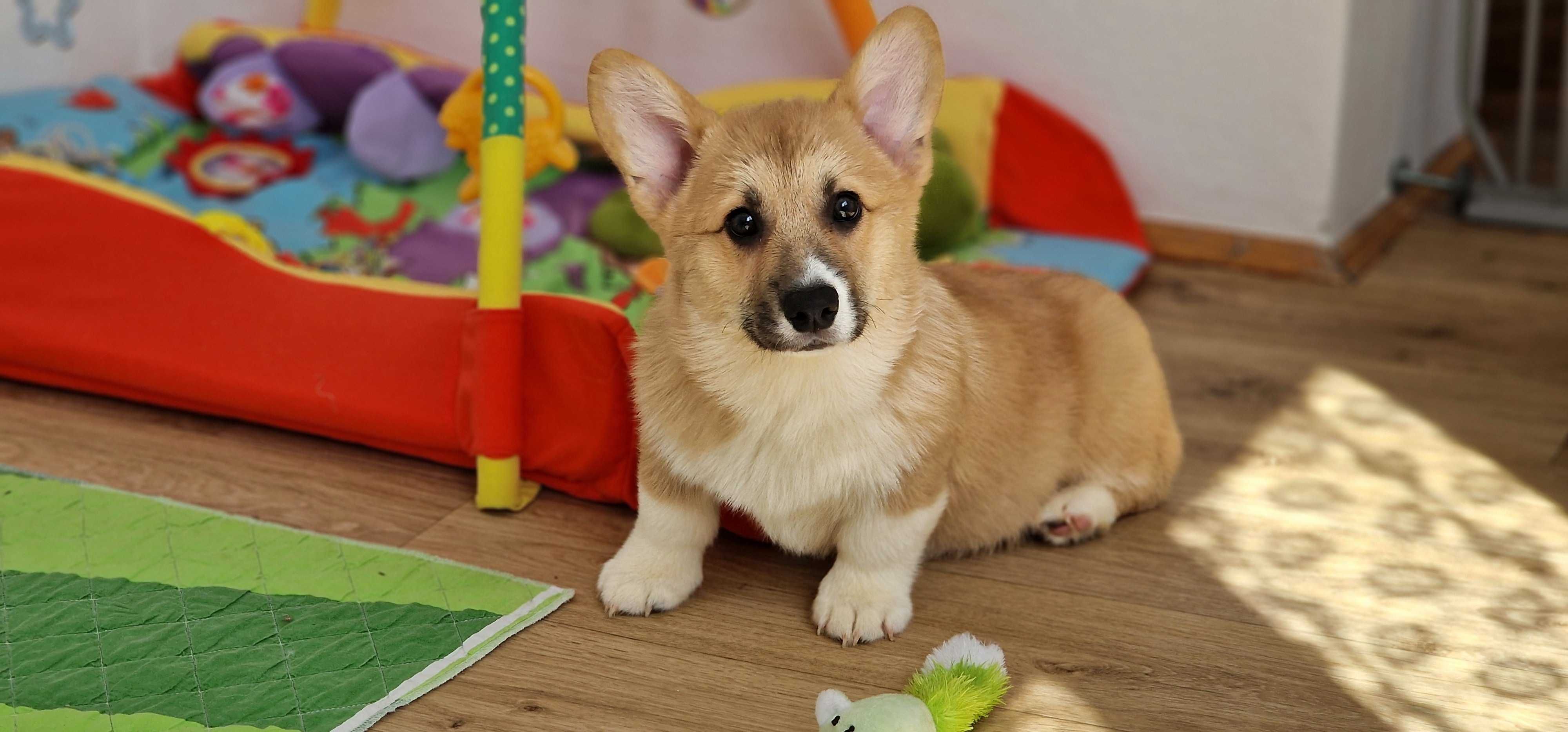 Welsh Corgi Pembroke, Naturalny Bobtail, piesek