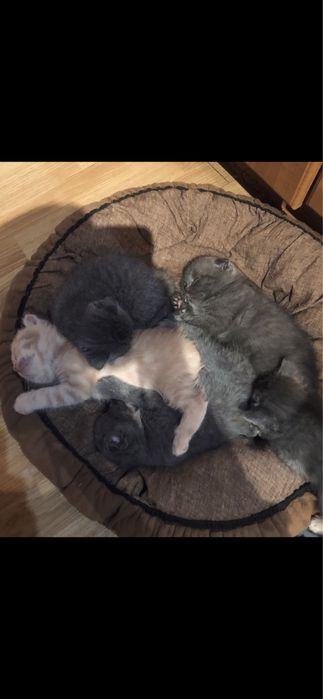 Котики вислоухие в люблячу сімʼю