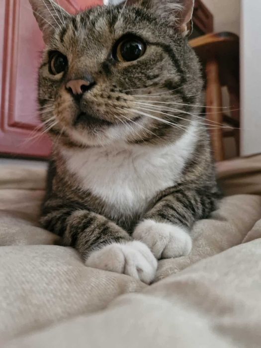 Przygarnij pulchnego kotka :)