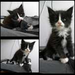 Kotka rasy Maine Coon z Munecabrava*Pl FPL
