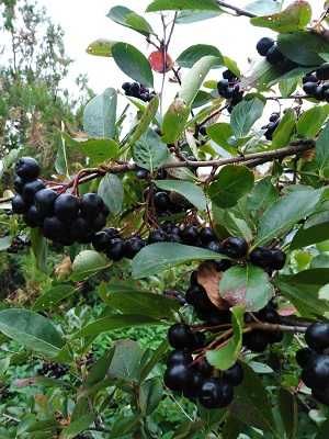 Aronia. Owoce z własnego ogrodu.