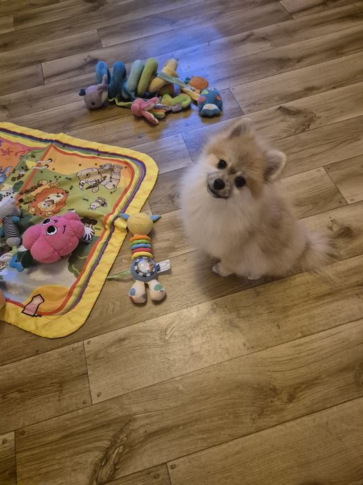 Pomeranian chlopak. Orange sable