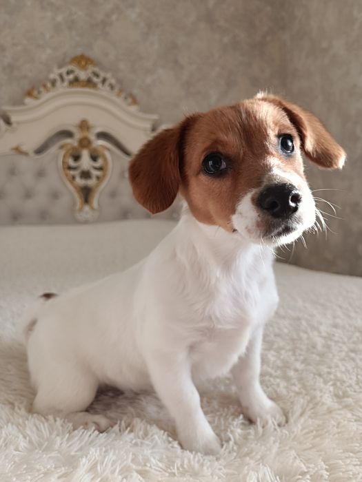 Лучшая привитая родословная Одесская девченка