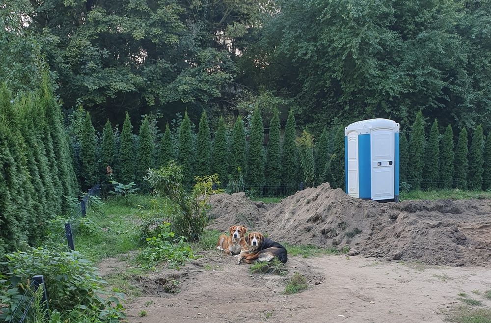 Oddam w dobre ręce dwie roczne sunie