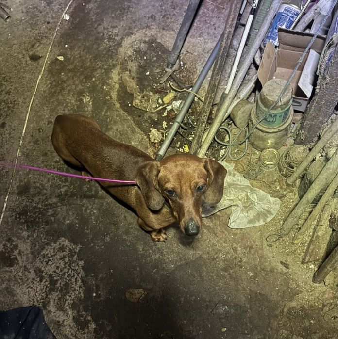 Такса шукає дім!