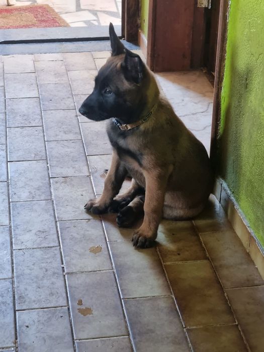 Pastor Belga Malinois