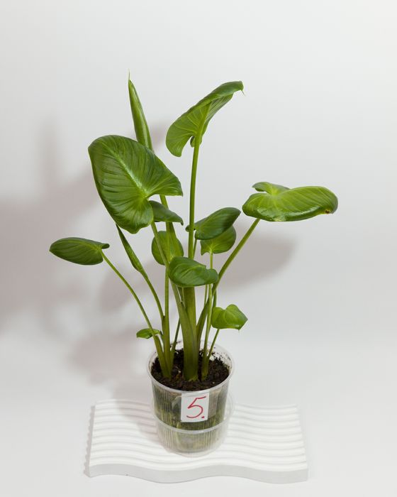 Кала єфіопська, кімнатна коренева.